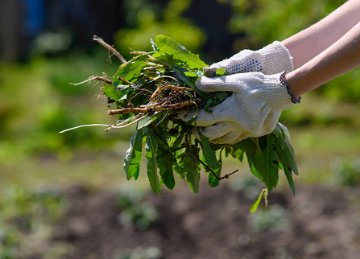 Weed control in the City